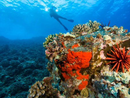 Things to Do in Maui