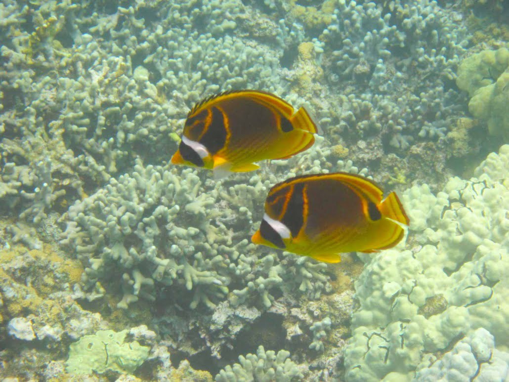Things to Do in Big Island - Stuff to Do on the Big Island