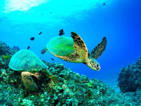 Things to Do in Maui