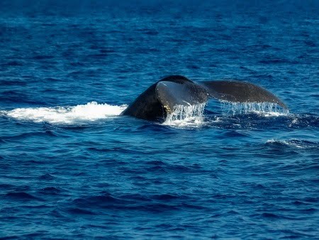 Things to Do in Maui