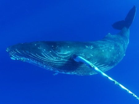 Things to Do in Big Island - Stuff to Do on the Big Island