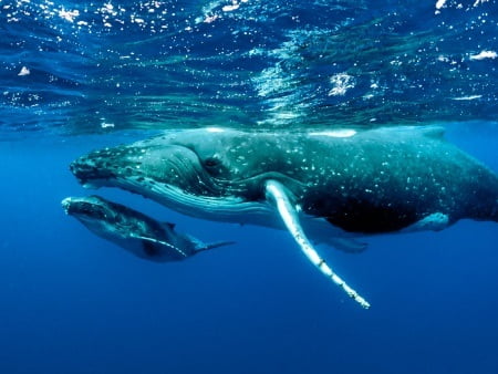 Things to Do in Maui