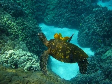 Things to Do in Big Island - Stuff to Do on the Big Island