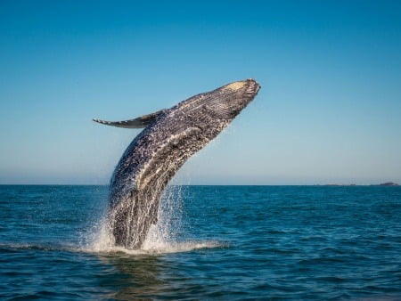 Things to Do in Maui